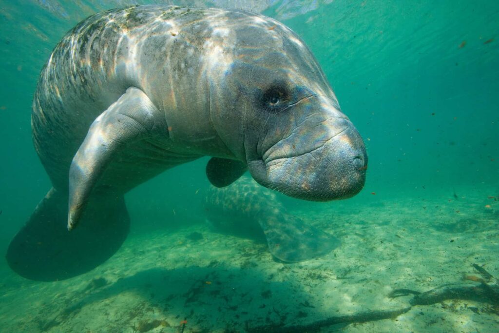 Florida manatee underwater